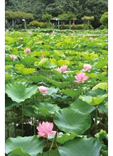 臺北植物園的荷花池每到夏日，美麗清新的荷花總會吸引許多文人雅士、攝影師與畫家前往朝聖。之照片