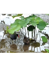 臺北植物園生態豐富，荷花池中出現紅冠水雞與幼鳥。之照片