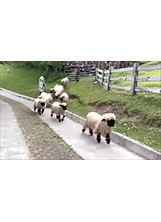 「下班嘍！」傍晚時，清境農場的「瓦萊黑鼻羊」以歡躍的步伐跑回家。（圖／清境農場）之照片