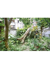 精舍庭院中的魚木，如今樹已倒下，無法再現勝景。（圖／林建榮）之照片