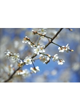 角板山行館園區裡「梅園」綻放的梅花，既有精神又顯秀氣。（圖／桃園市政府風景區管理處）之照片
