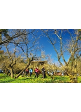 嘉義縣梅山公園吸引許多遊客遊覽。（圖／嘉義縣文化觀光局）之照片