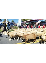 遊客跟牧羊人趕著「綿羊大軍」走上臺十四甲線公路，出現「羊咩咩逛大街」景觀。（圖／清境農場）之照片