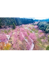 福壽山農場「千櫻園」六千多株櫻花接連盛開，景色十分壯麗。（圖／福壽山農場）之照片