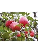 福壽山農場的高山蘋果清脆可口，引人垂涎。（圖／洪金鳳）之照片