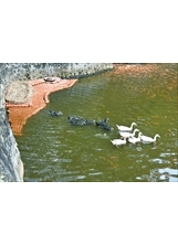 中彰榮家在池畔搭平臺，供鴨兒休憩，也營造了生趣。（圖／林建榮）之照片