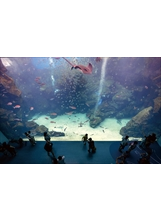 新開幕景點Xpark水族館，館內有超大的透明觀景窗。（圖／本刊編輯部）之照片
