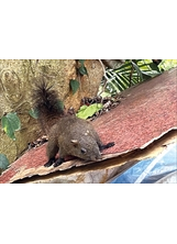 白鷺鷥山上的小松鼠，為遊客帶來大自然的驚喜。（圖／輔導會）之照片