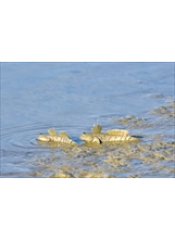 彈塗魚是濕地常見的生物。之照片