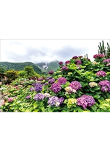 繡球花是陽明山大量種植的花卉。之照片
