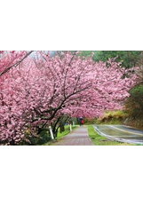 繽紛美麗的武陵農場櫻花季，遠近馳名。（圖／武陵農場）之照片