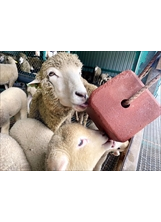 清境農場的綿羊愛舔食紅色鹽磚，以維持健康。（圖／清境農場）之照片