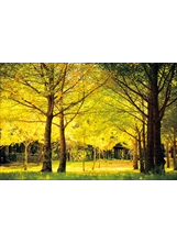 楓葉由綠轉黃瞬間的黃澄澄一片，煞是迷人。（圖／武陵農場）之照片