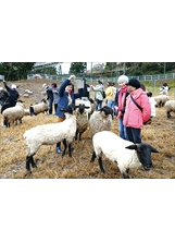國軍楷模與眷屬至清境農場，歡喜參加牧羊人體驗活動。（圖／輔導會）之照片