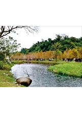 月眉人工溼地生態公園是觀賞落羽松的新景點。（圖／劉俊輝）之照片