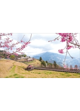 清境農場由一月下旬的山櫻花季揭開賞櫻序幕。（圖／本刊編輯部）之照片