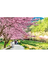 武陵農場的櫻花美景，在三大高山農場中極負盛名。（圖／本刊編輯部）之照片