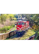 櫻花季時，阿里山小火車穿梭其間，是許多人喜歡的取景角度。（圖／本刊編輯部）之照片