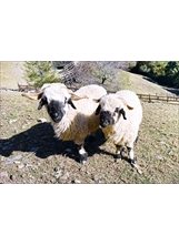 瓦萊黑鼻小羊（右）隨母親在農場草原漫步。（圖／清境農場）之照片