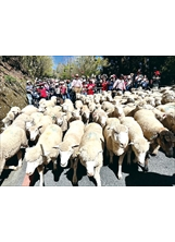 隨著一一三頭羊兒在公路上奔逐，遊客忍不住歡呼。（圖／清境農場）之照片