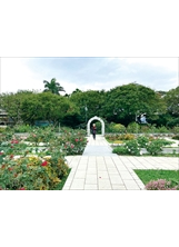 臺北玫瑰園內有蔓玫拱門花架等設置。之照片