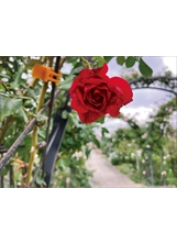 臺北玫瑰園的玫瑰種類來自全球各地。之照片