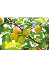 每年七、八月是福壽山農場水蜜桃盛產時節，鮮嫩欲滴的水蜜桃高高掛滿枝頭。之照片