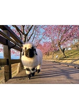 活蹦亂跳的瓦萊黑鼻羊「阿呆」，是在清境出生的正港臺灣羊。之照片