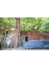 安平樹屋原為德記洋行倉庫，牆面滿布榕樹的氣根。之照片