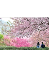 每年初春，武陵及福壽山農場都櫻花盛開。（圖／武陵農場）之照片