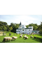 清境農場可愛的綿羊群，年年吸引大批遊客前往參觀互動。（圖／清境農場）之照片