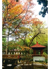 武陵農場天氣漸涼，楓葉轉紅。（圖／武陵農場）之照片