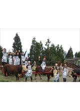 清境農場「二〇一一年牛戀清境」活動，於青青草原推出系列趣味性活動。（伍秋豪提供）之照片
