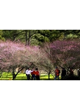武陵農場梅花及櫻花盛開的美景。（武陵農場提供）之照片