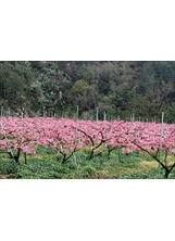 武陵農場場區水蜜桃花早已綻放枝頭，在翠綠山巒中顯得十分美麗。（黃國芬攝)之照片