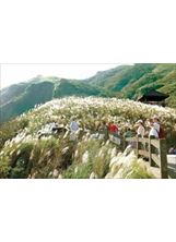 草嶺古道芒花季。（圖片提供／曾百村）之照片