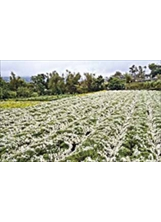 苗栗銅鑼杭菊花開，宛如大地鋪上瑞雪，十分美麗。 之照片