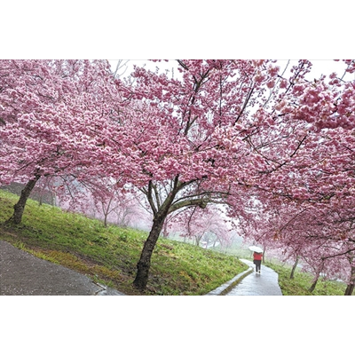 福壽山農場粉紅色系的櫻花，挺過寒流盛開。（圖／福壽山農場）